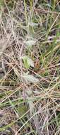 Image of crisped mock vervain