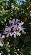 Image of Peltated Geranium