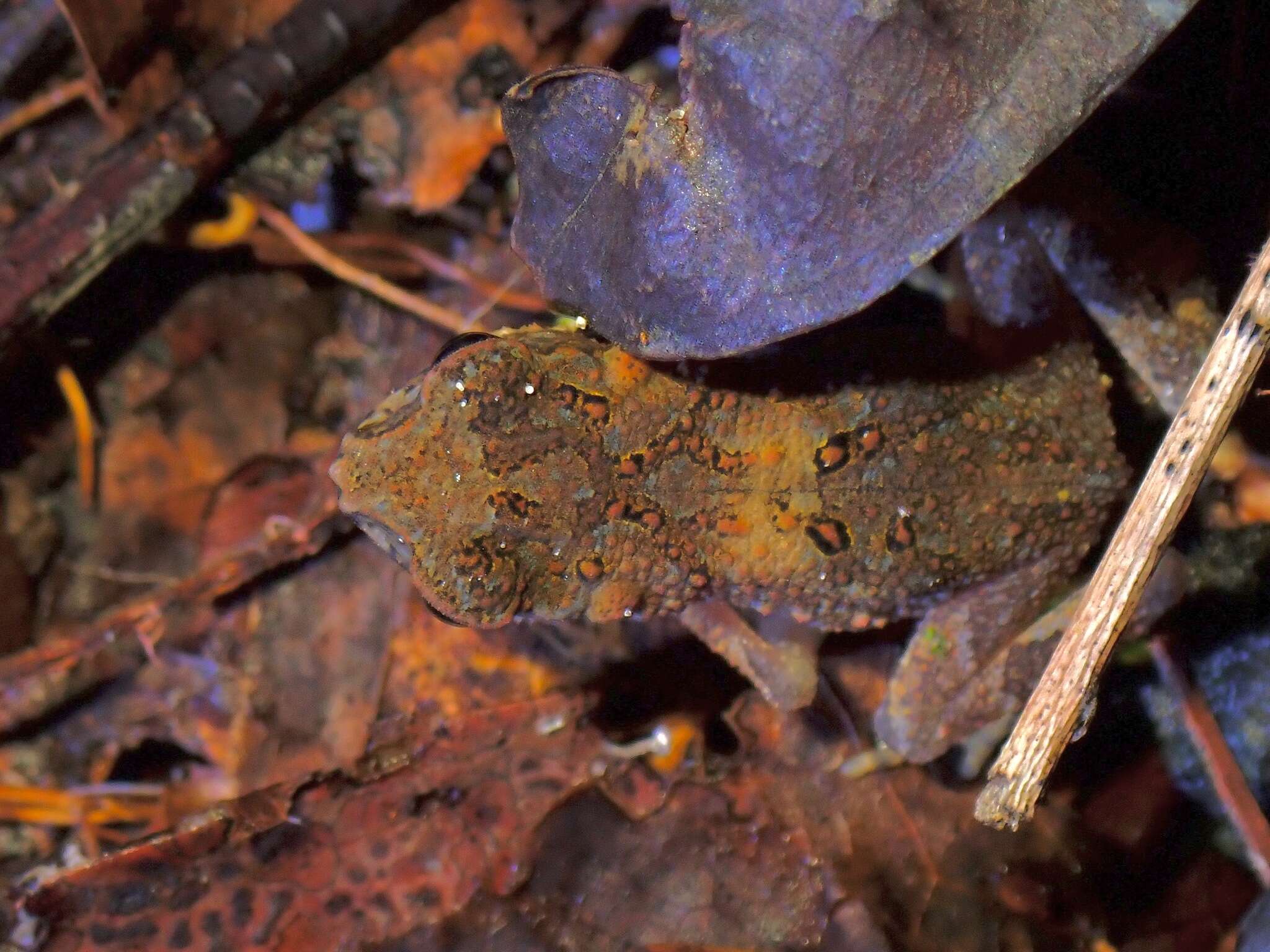 Ingerophrynus parvus (Boulenger 1887) resmi