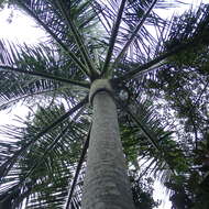 Image of Dypsis carlsmithii J. Dransf. & Marcus