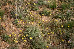 Image of Bulbinella triquetra (L. fil.) Kunth