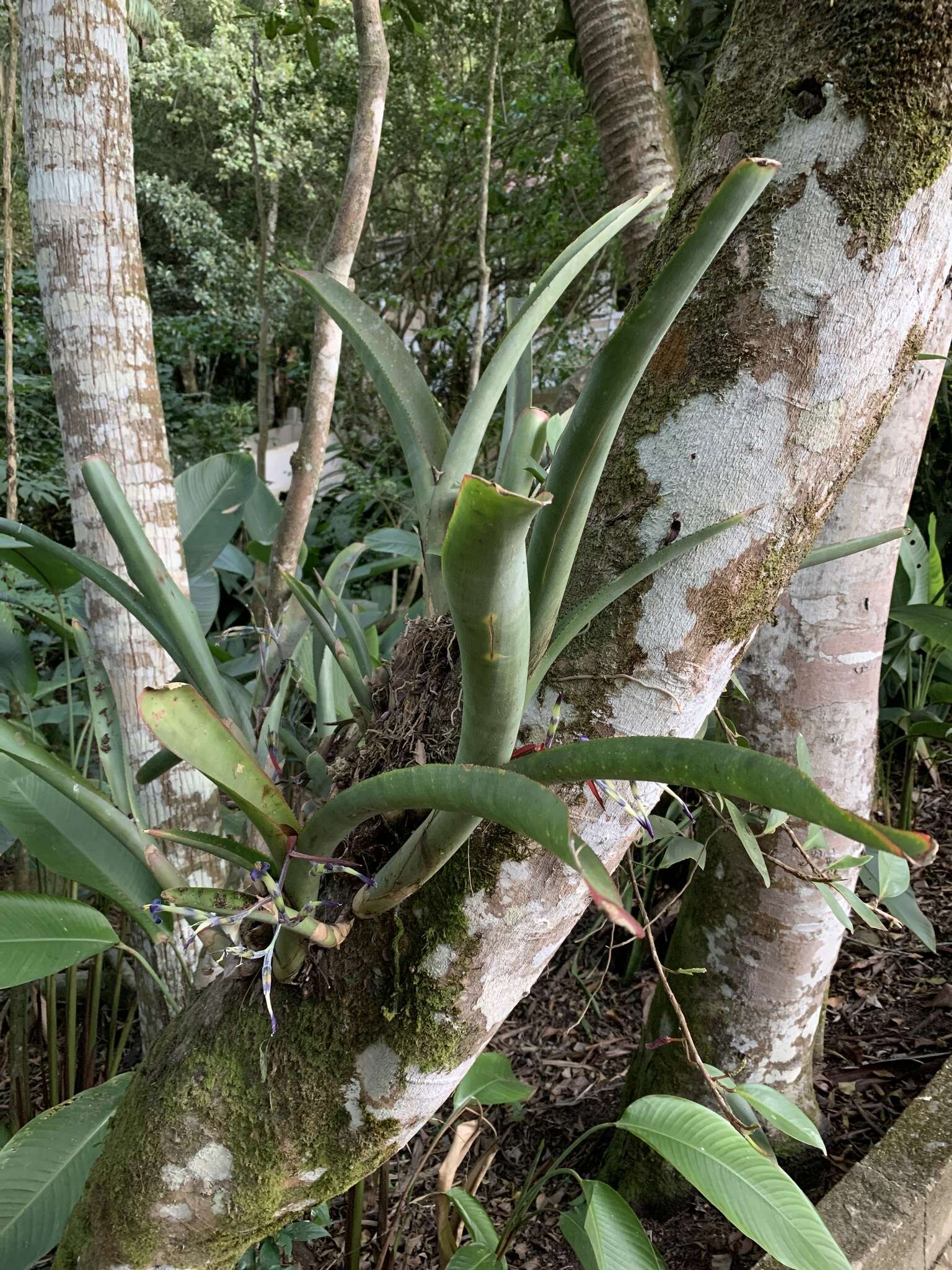 Billbergia bradeana L. B. Sm.的圖片