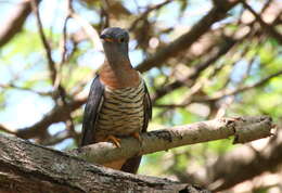 Image of Red-chested Cuckoo