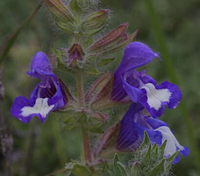 Image of Salvia pisidica Boiss. & Heldr. ex Benth.