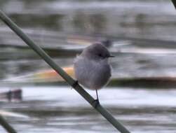 Image of Sooty Tyrannulet