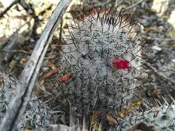 Image of Mammillaria haageana subsp. meissneri