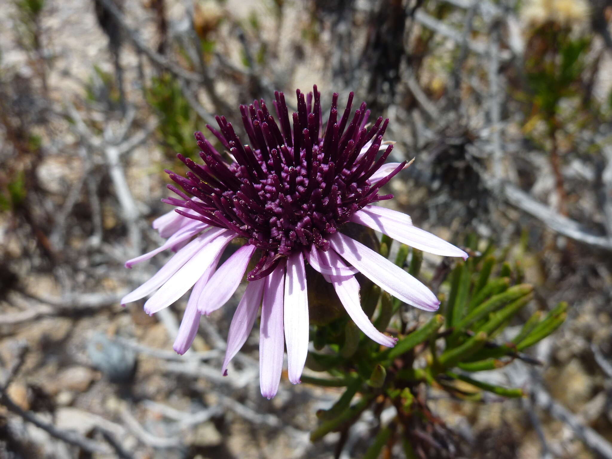 Image de Gypothamnium pinifolium Phil.