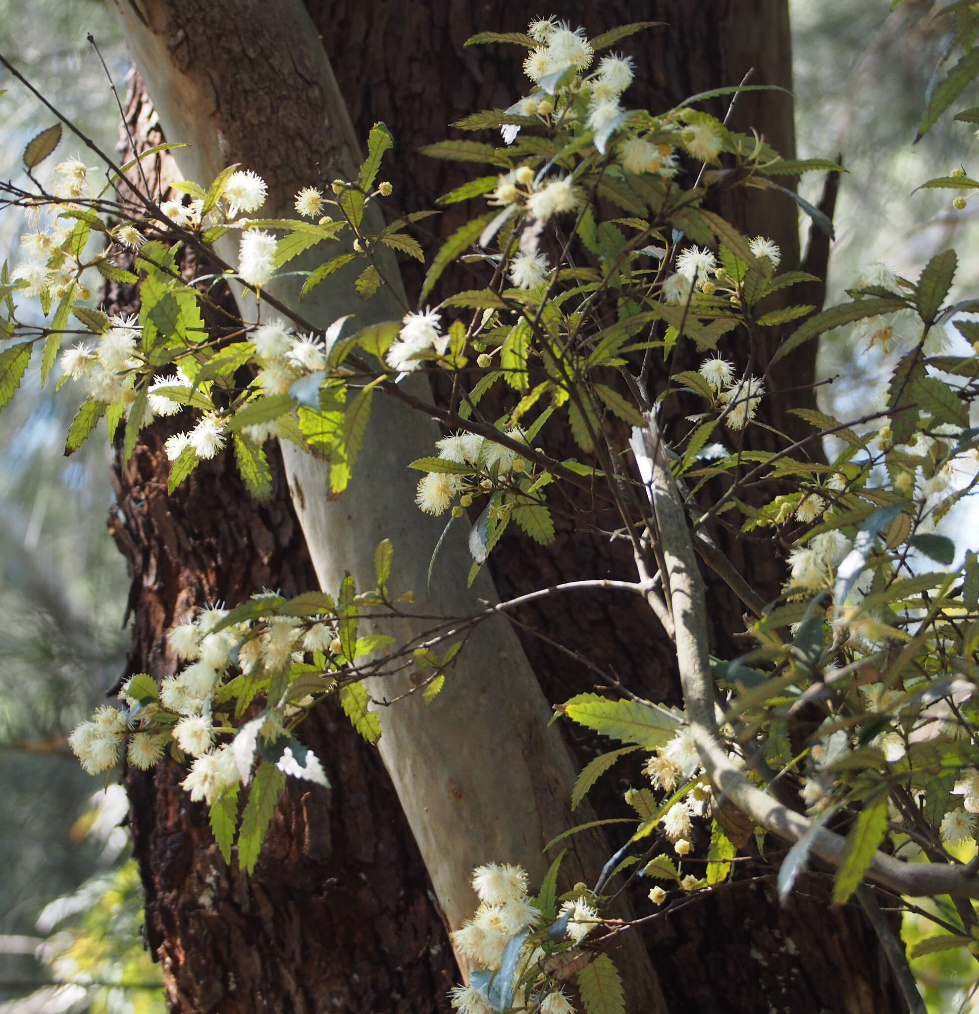 Image of black wattle