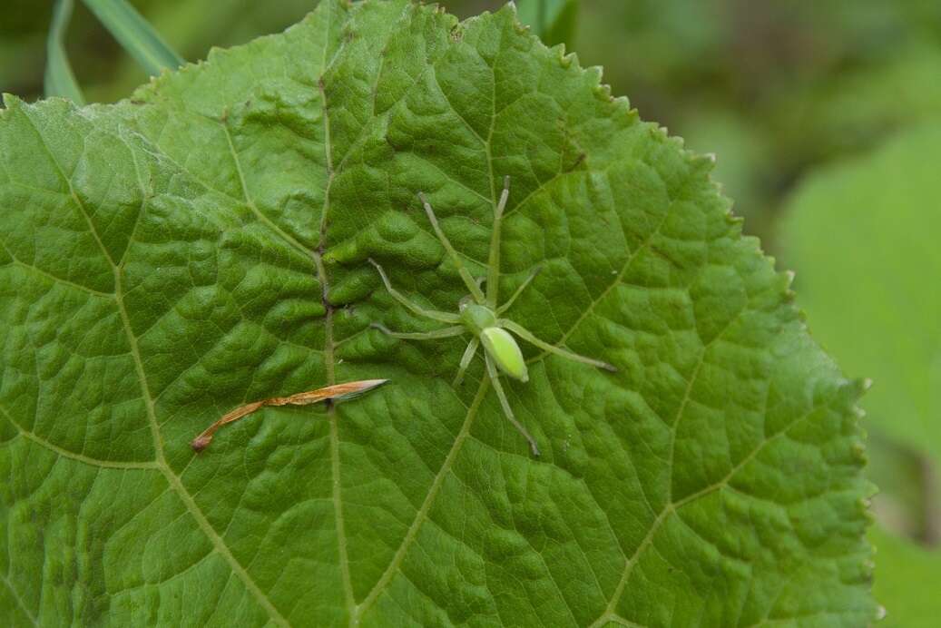 Image of Micrommata virescens (Clerck 1757)