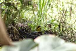 Image of Olive-crowned Yellowthroat