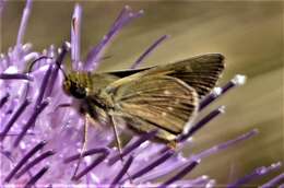 Image of Dotted Skipper