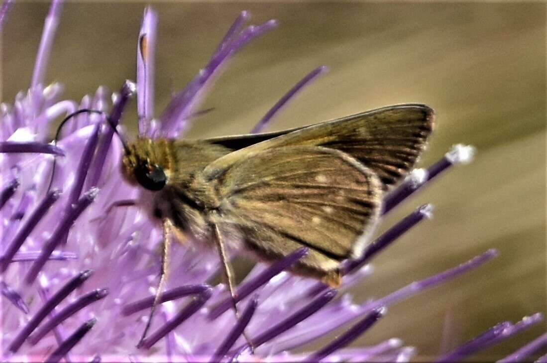 Image of Dotted Skipper