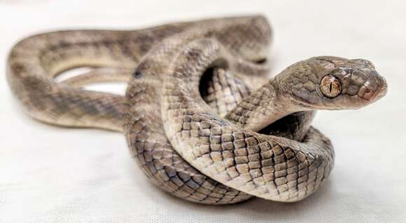 Image of Variable Cat Snake