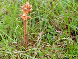 Orobanche teucrii Holandre的圖片