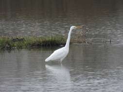 Image of Ardea alba alba Linnaeus 1758