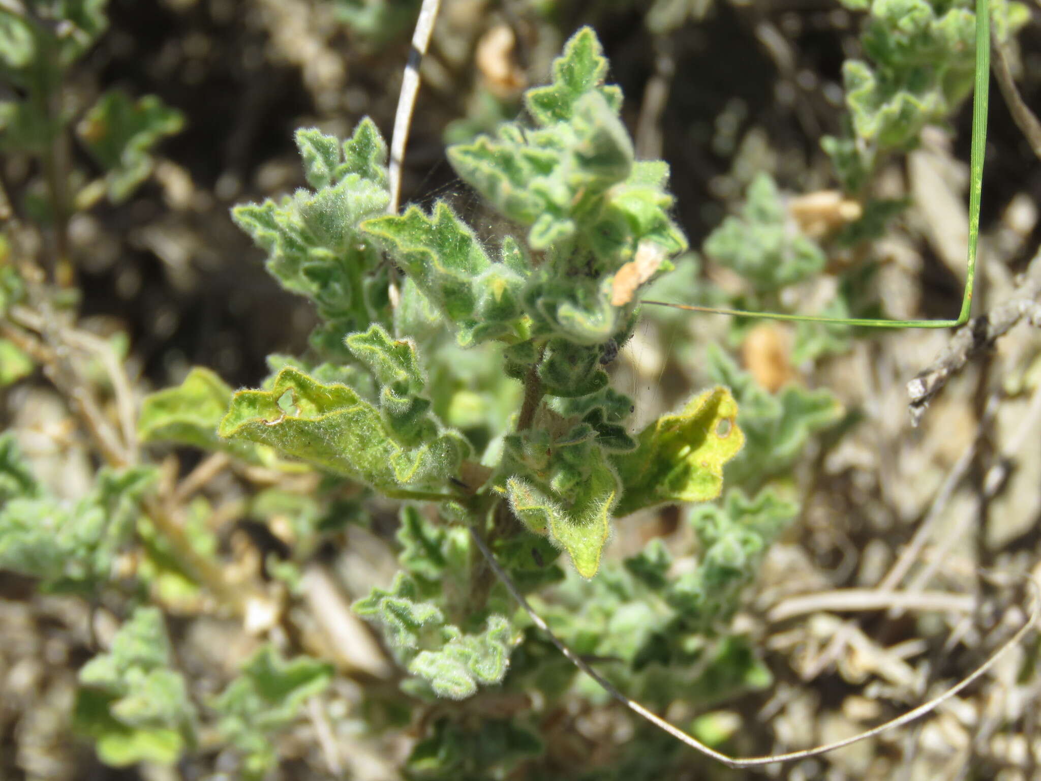 Image of coppery false fanpetals