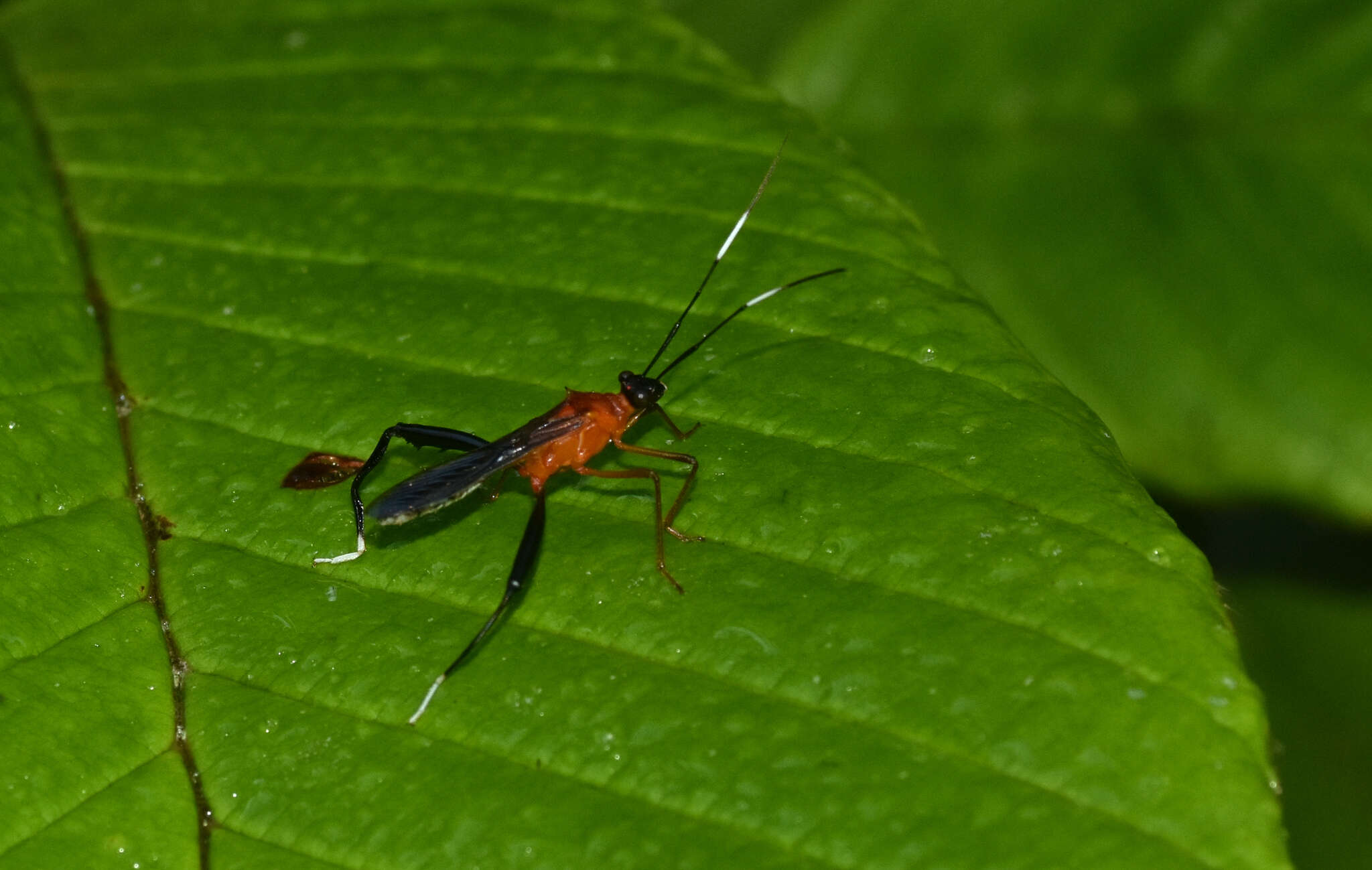 Image of Hyalymenus (Hyalymenus) dentatus (Fabricius 1803)