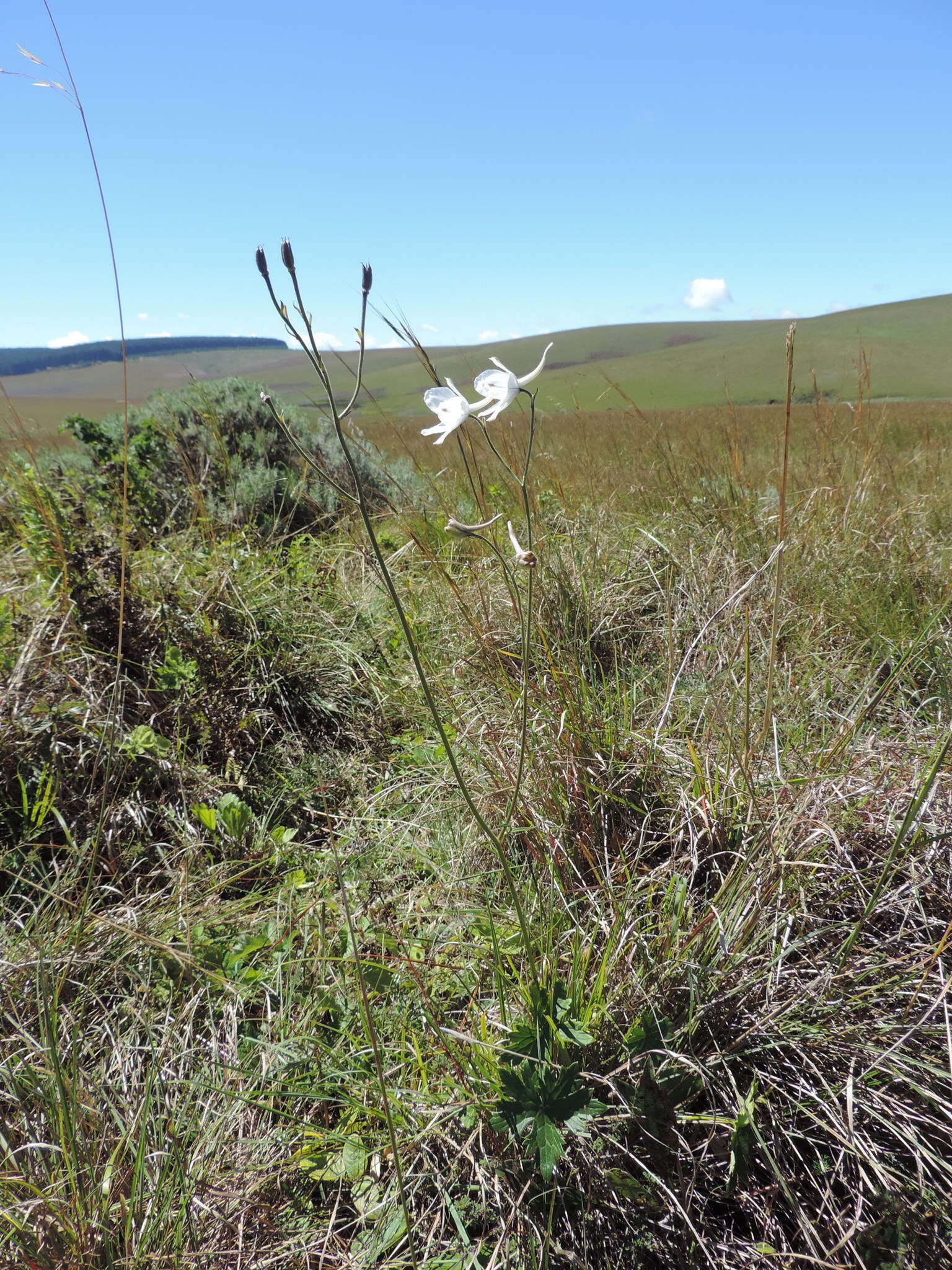 Plancia ëd Delphinium leroyi Franch. ex Huth