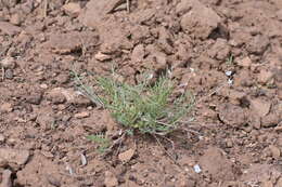 صورة Astragalus brandegeei (Rydb.) Porter