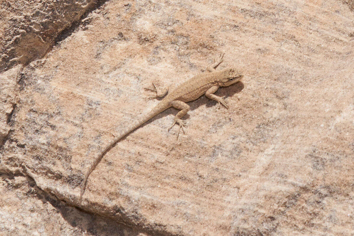 Image of Urosaurus ornatus wrighti (Schmidt 1921)