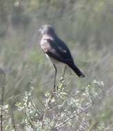 Image of Karoo Chat