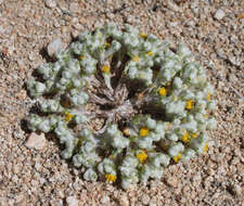 Image of Pringle's woolly sunflower