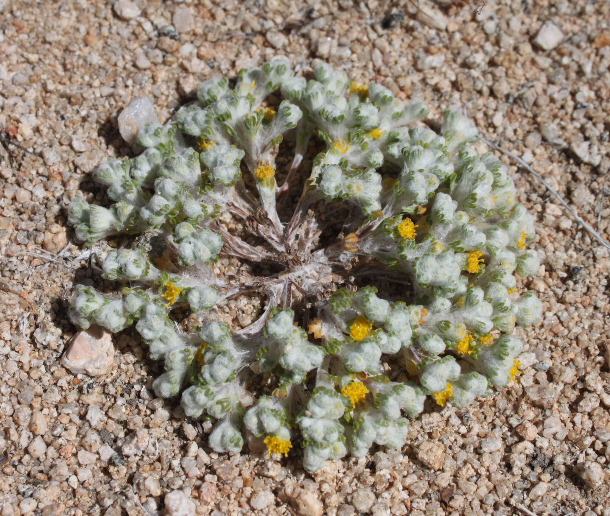 Image of Pringle's woolly sunflower