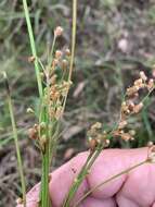 Image of Fimbristylis dichotoma subsp. depauperata (R. Br.) J. Kern