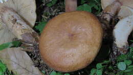 Image of Lactarius rubrocinctus Fr. 1863