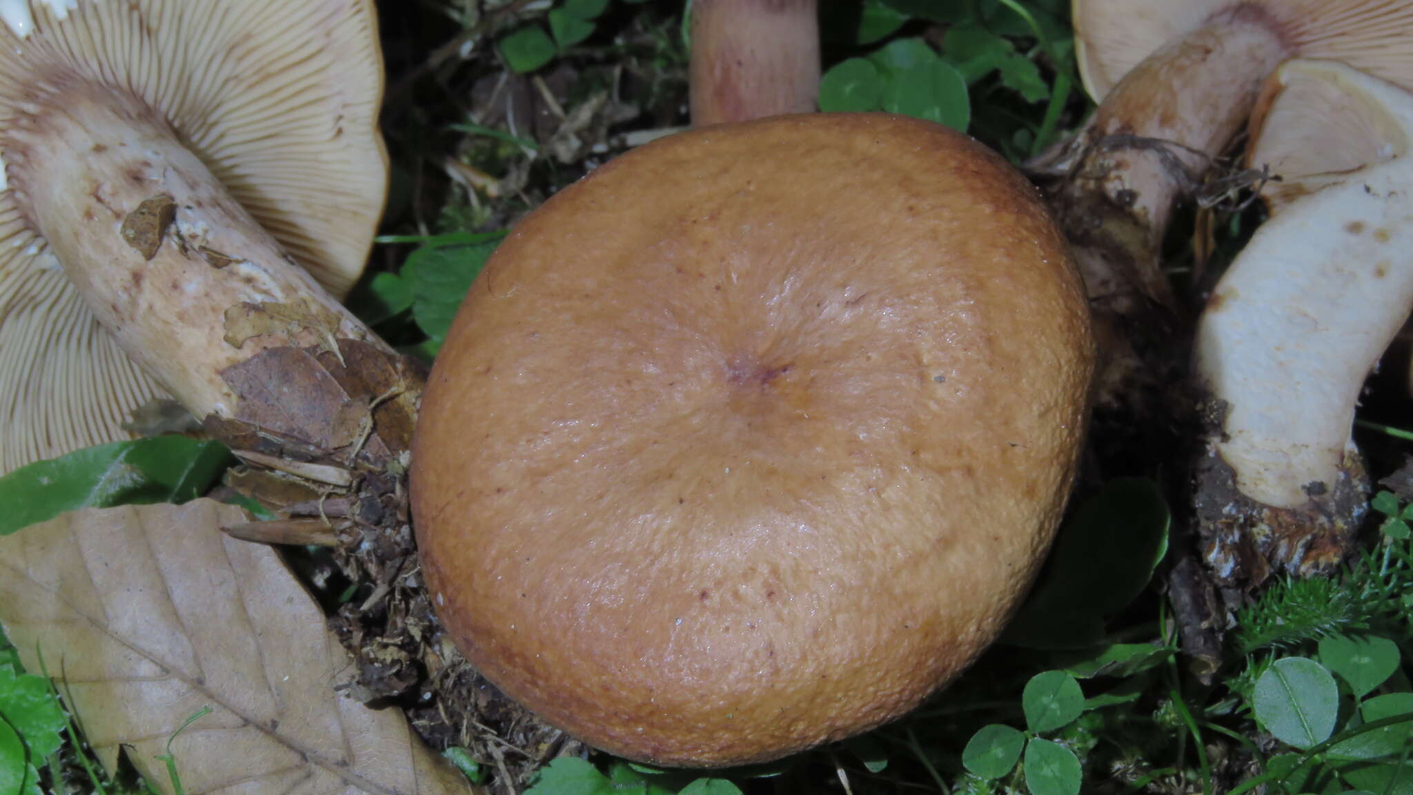 Image of Lactarius rubrocinctus Fr. 1863