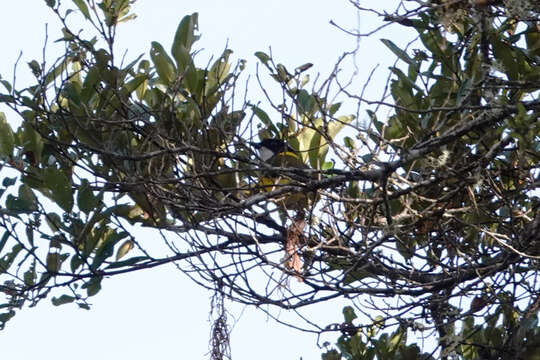 صورة Pachycephala balim Rand 1940