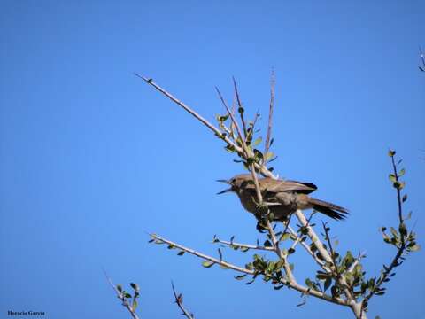 Pseudoseisura gutturalis (d'Orbigny & Lafresnaye 1838)的圖片