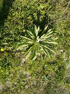 Image of Verbascum songaricum Schrenk