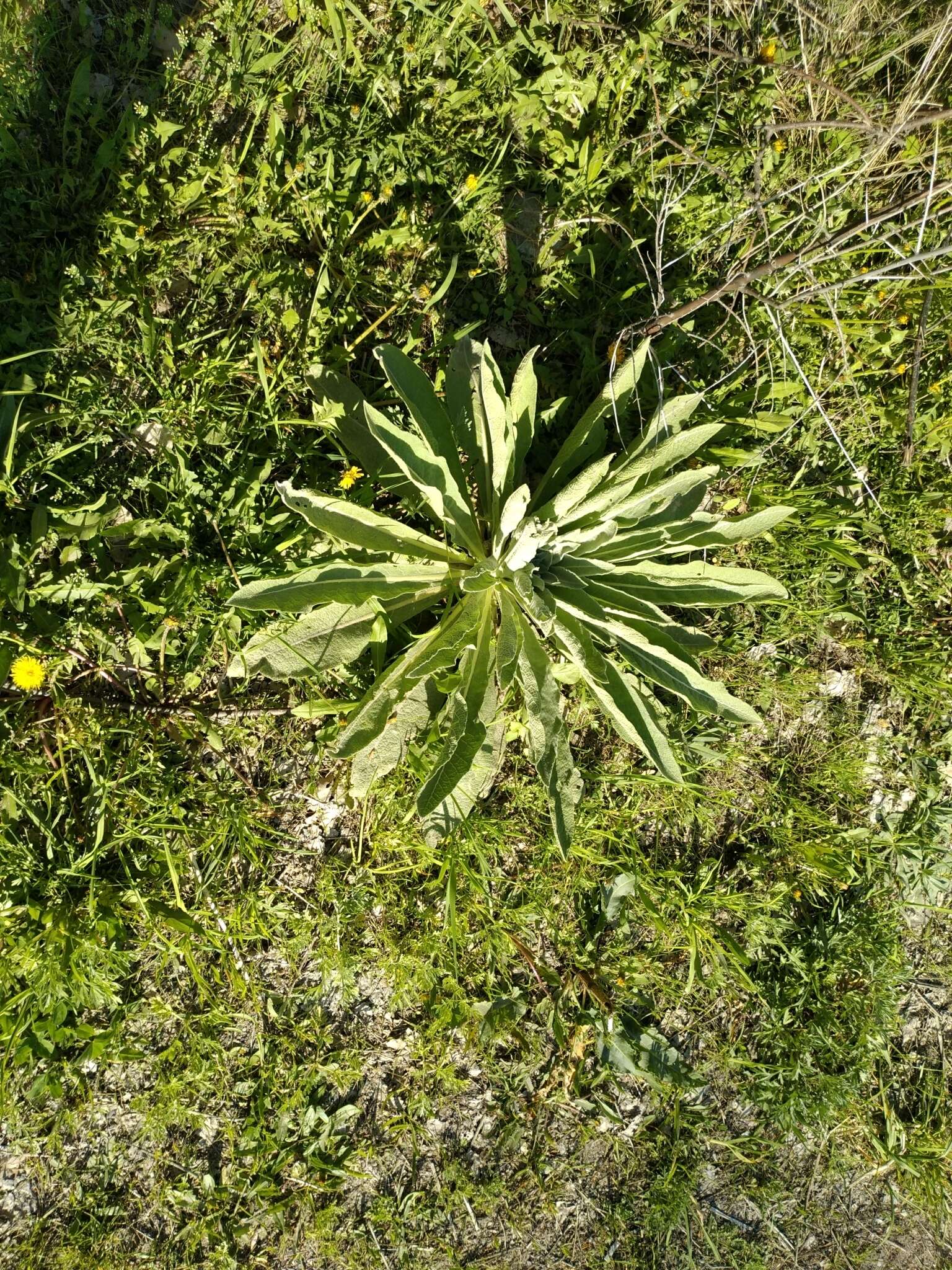 Image of Verbascum songaricum Schrenk