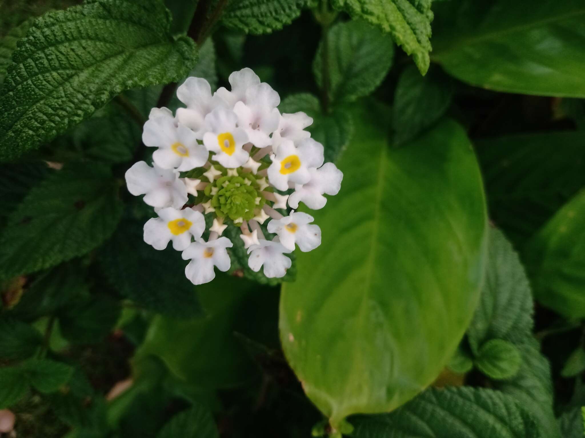 Image of Lantana undulata Schrank