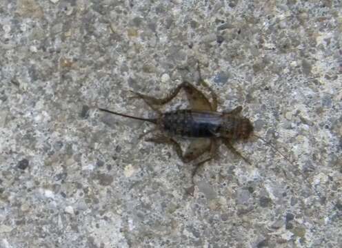 Image of Striped Ground Cricket