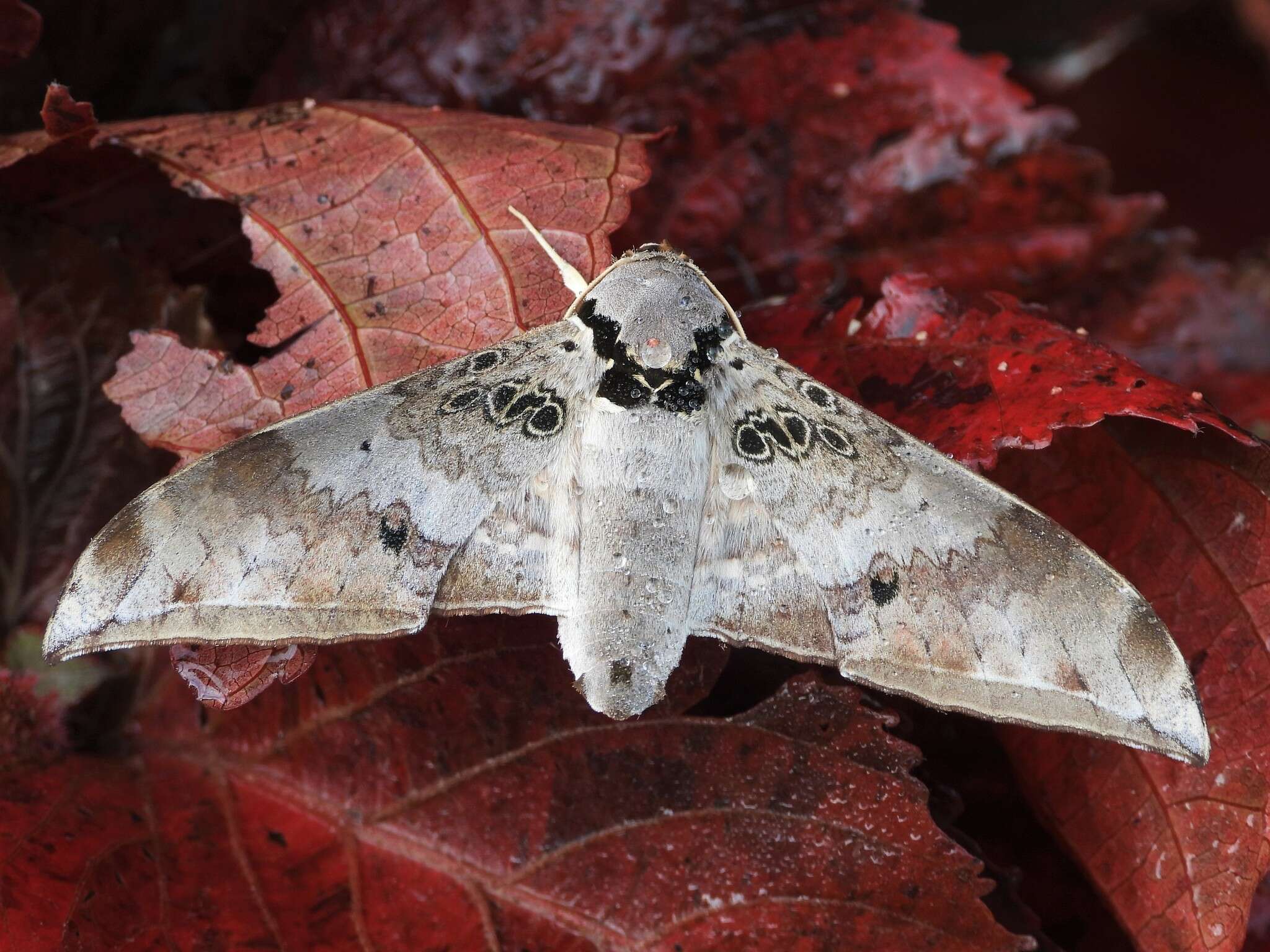 Image of Ambulyx canescens (Walker (1865))