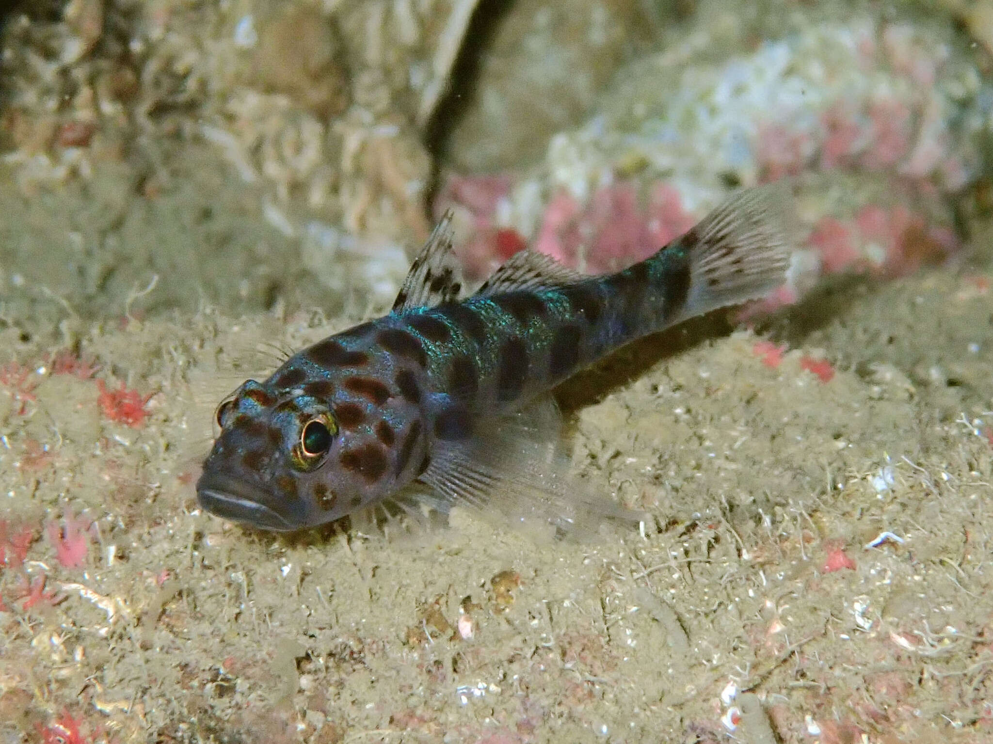 صورة Thorogobius ephippiatus (Lowe 1839)