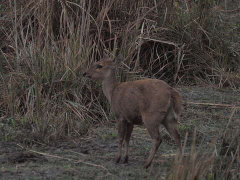 Image of Hog Deer