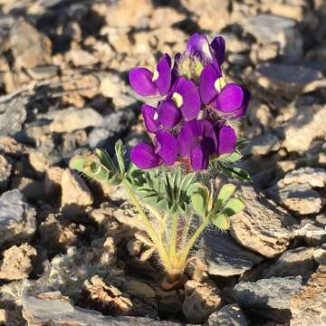 Imagem de Lupinus flavoculatus A. Heller