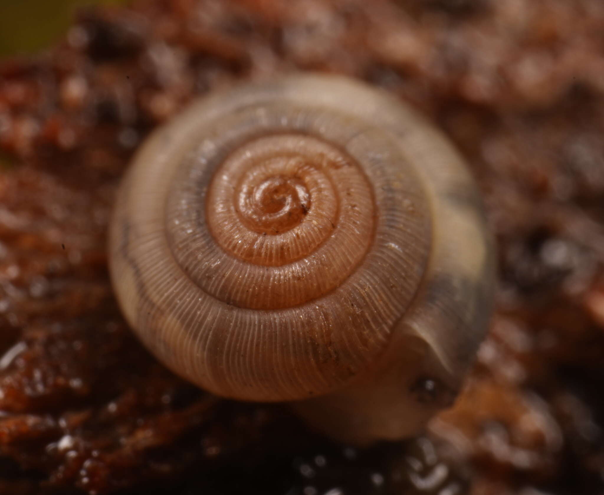 Image of Oreomava johnstoni Iredale 1933