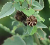 Image of Texas Indian mallow