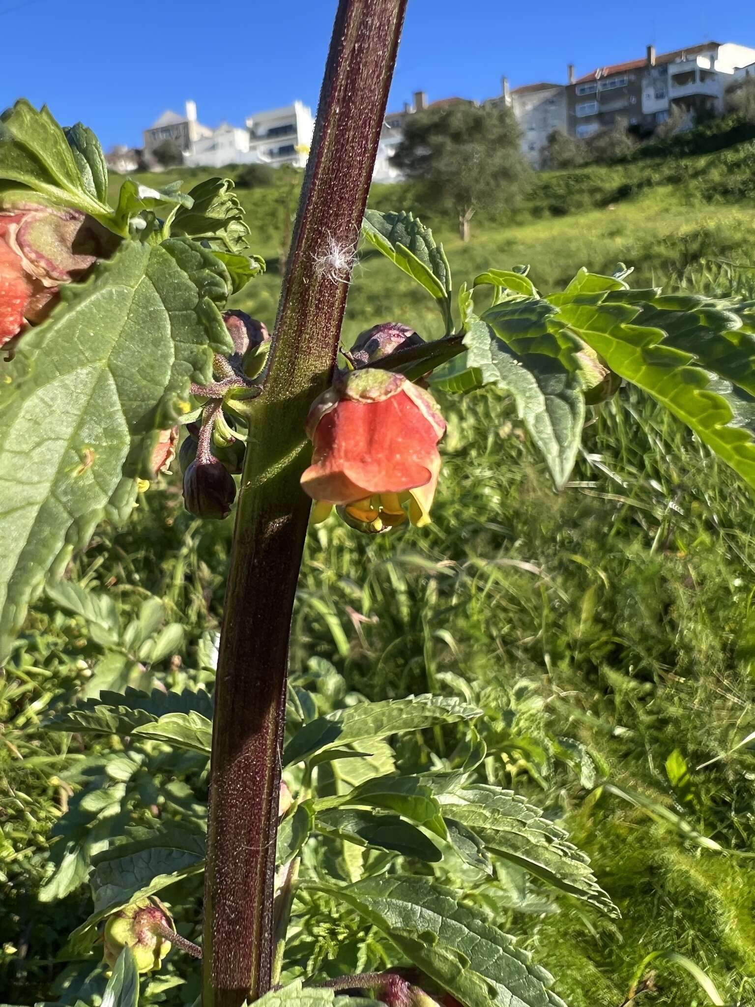 Scrophularia sambucifolia L. resmi