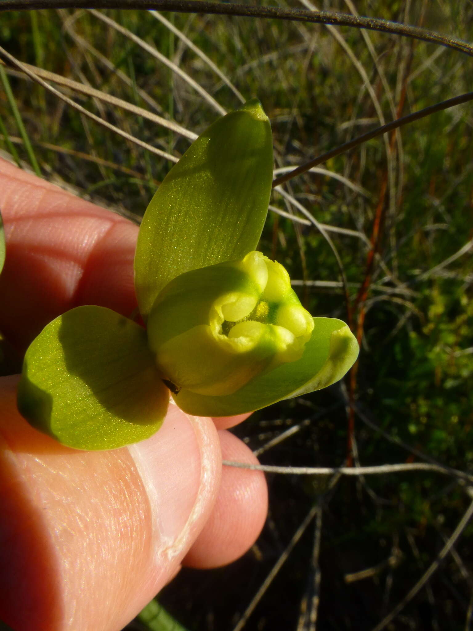 Image of Albuca juncifolia Baker