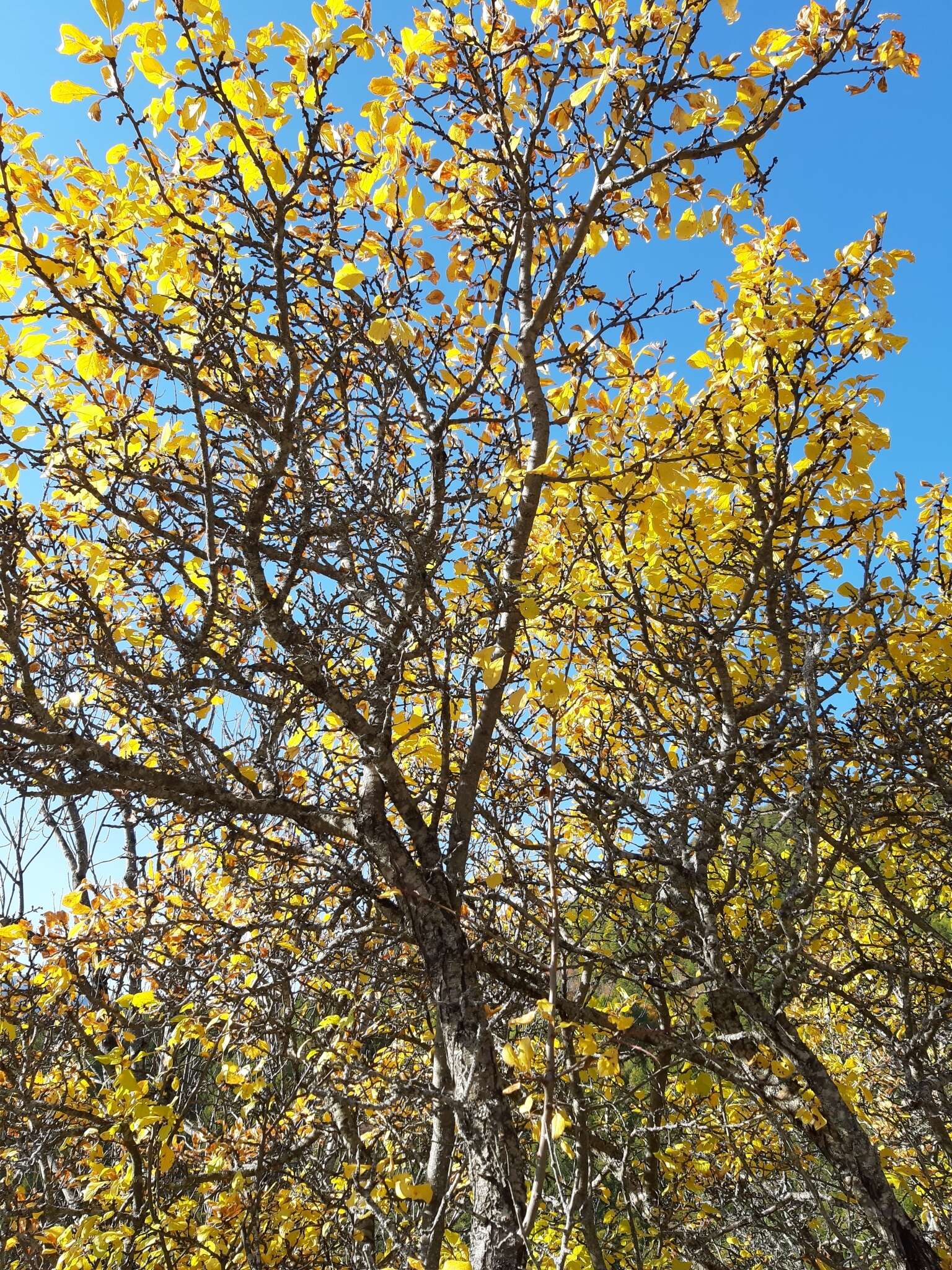 Plancia ëd Prunus brigantina Vill.