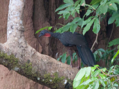 Image of Spix's Guan