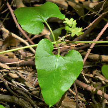 Image of plateau milkvine