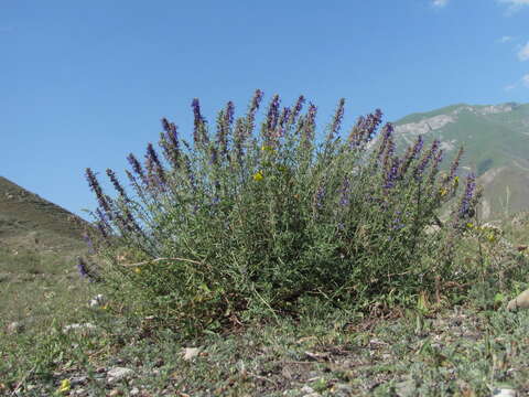 Image of Hyssopus officinalis subsp. officinalis