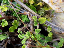 Image de Fockea capensis Endl.