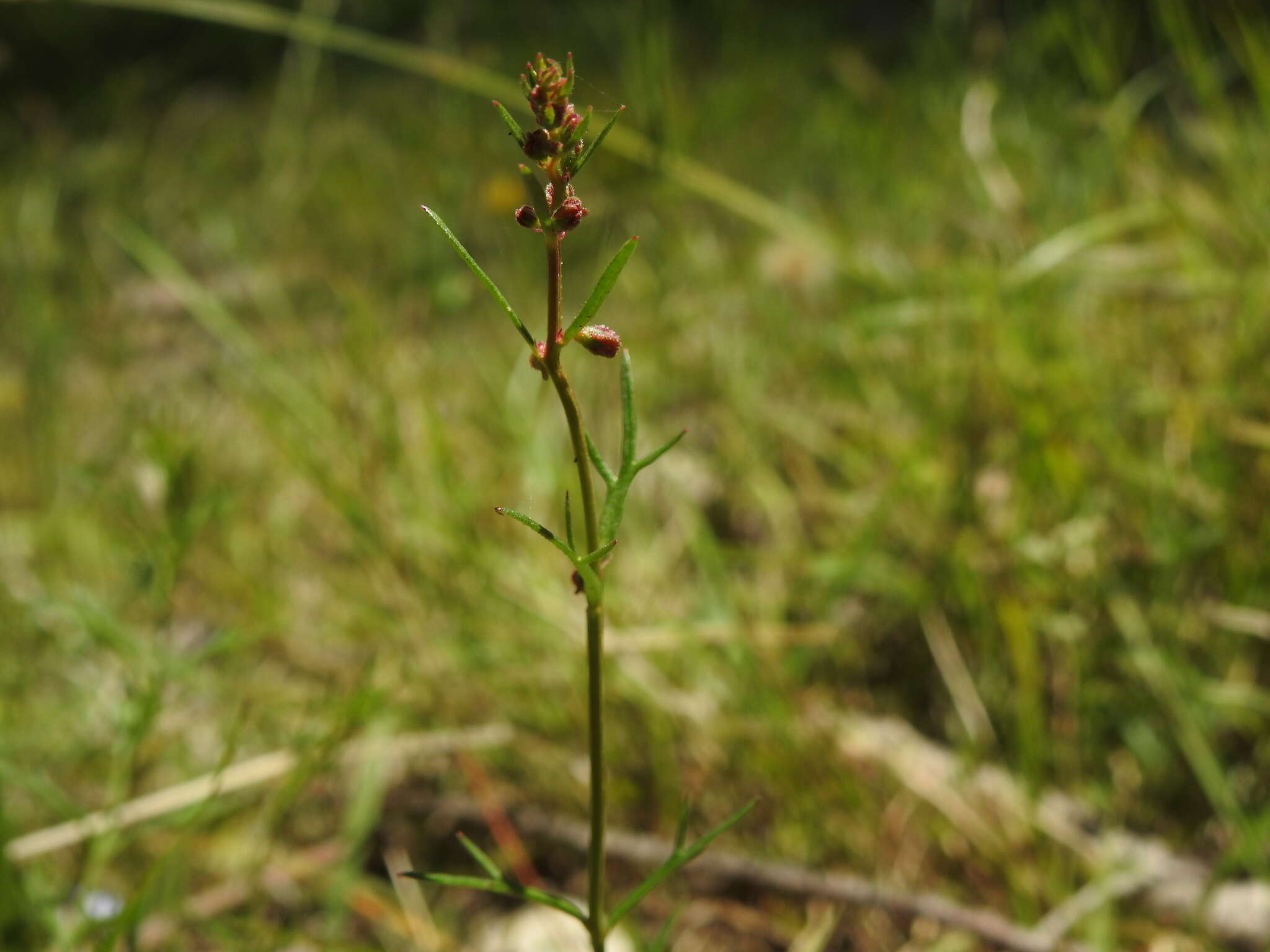 Image of Haloragis heterophylla Brongn.